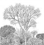 Gyrocarpus americanus subsp. africanus
