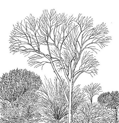 Gyrocarpus americanus subsp. africanus Gyrocarpus americanus subsp. africanus