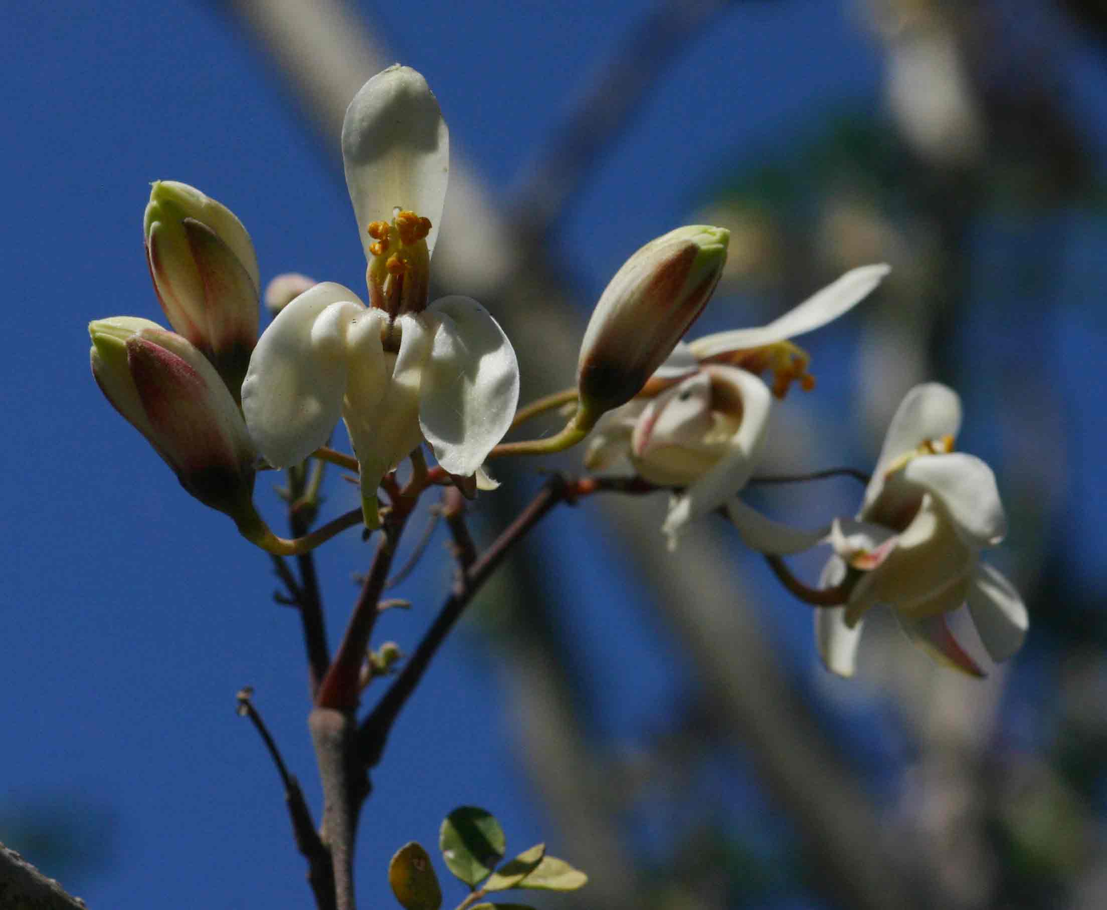 Moringa oleifera