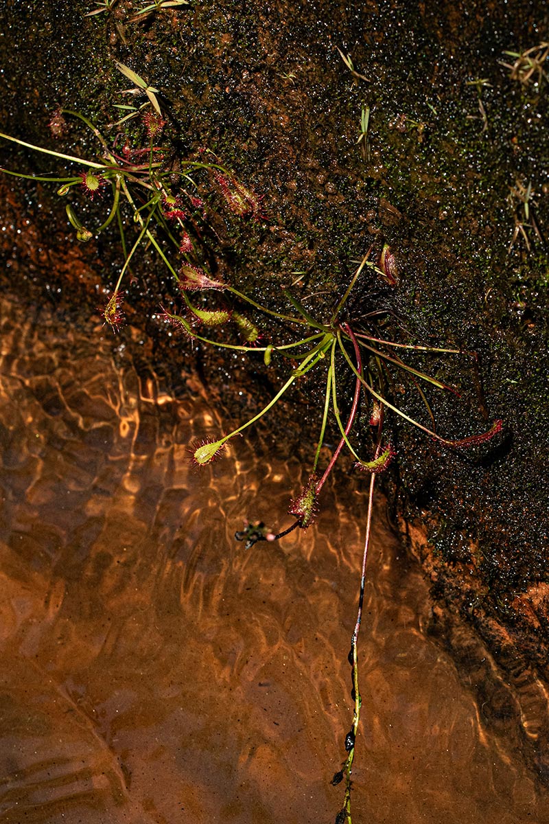 Drosera affinis