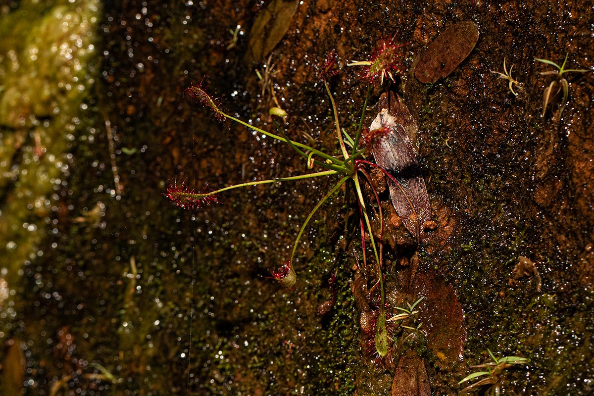 Drosera affinis