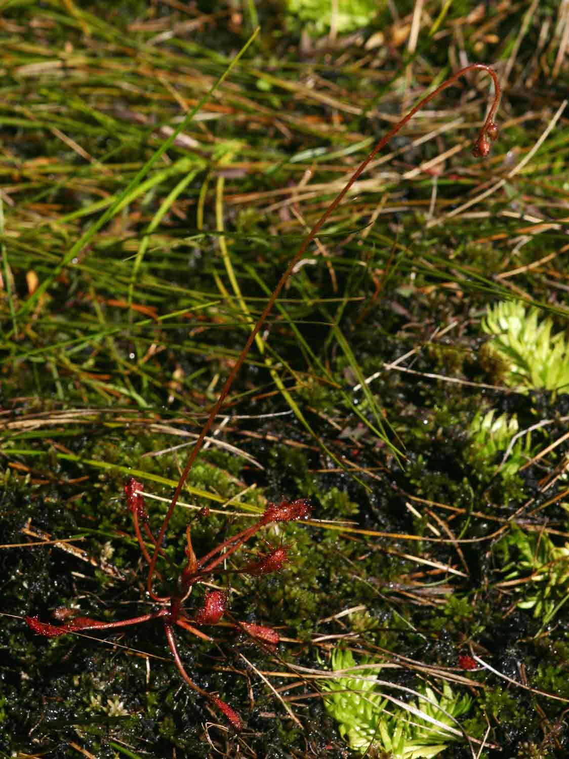 Drosera madagascariensis