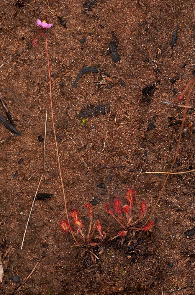 Drosera madagascariensis Drosera madagascariensis