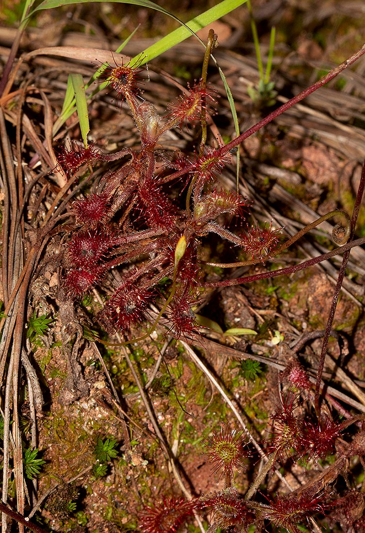 Drosera madagascariensis