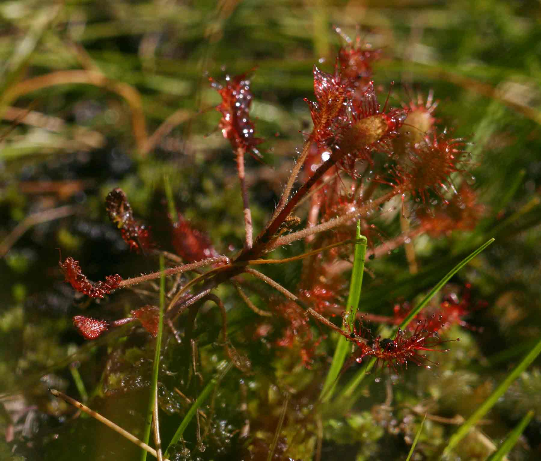Drosera madagascariensis