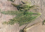 Hydrostachys polymorpha
