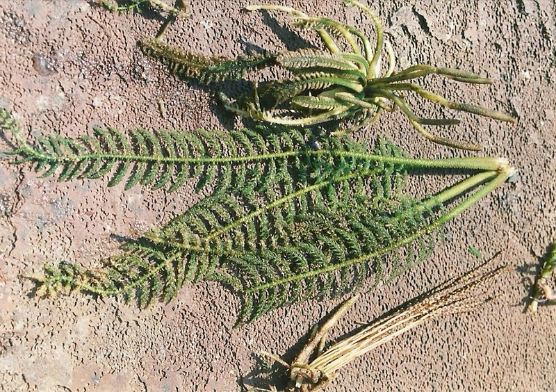 Hydrostachys polymorpha Hydrostachys polymorpha