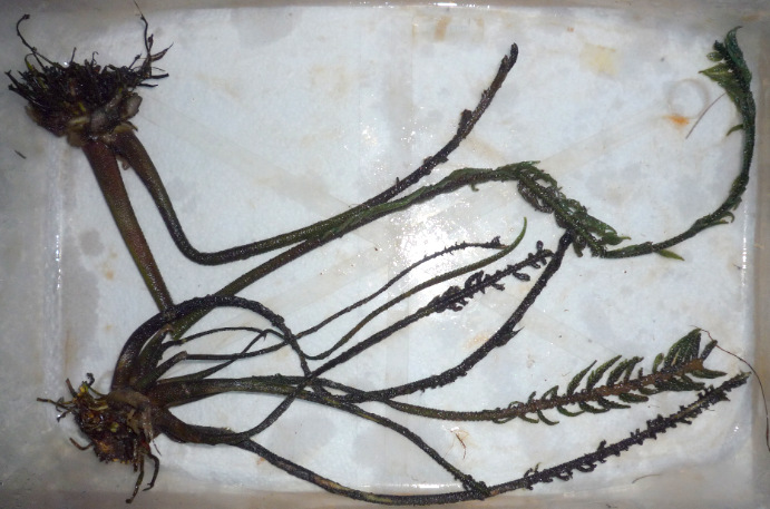 Hydrostachys polymorpha Hydrostachys polymorpha