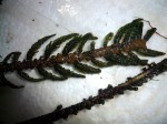 Hydrostachys polymorpha