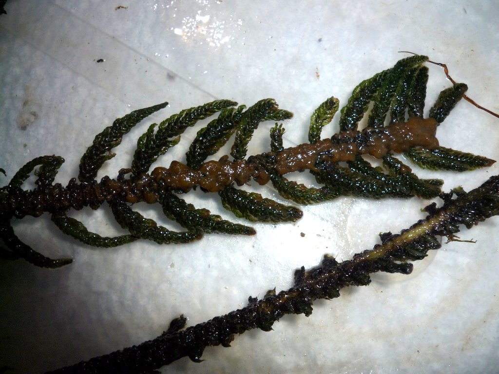 Hydrostachys polymorpha Hydrostachys polymorpha