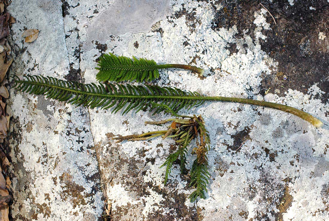Hydrostachys polymorpha Hydrostachys polymorpha