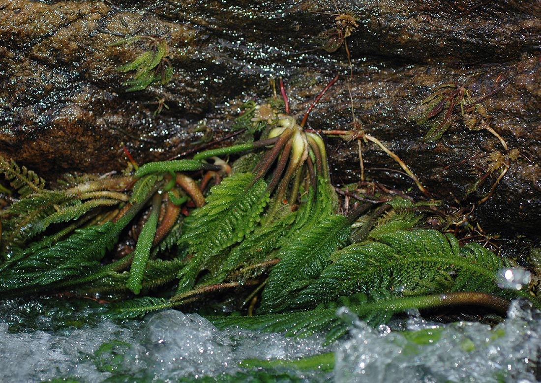 Hydrostachys polymorpha Hydrostachys polymorpha