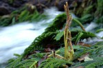 Hydrostachys polymorpha