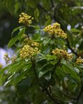 Pittosporum viridiflorum