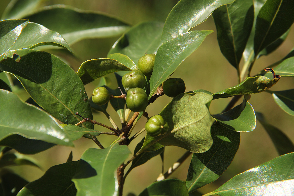 Pittosporum viridiflorum Pittosporum viridiflorum