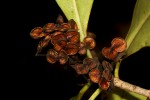 Pittosporum viridiflorum
