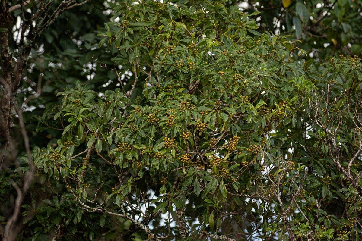 Pittosporum viridiflorum Pittosporum viridiflorum