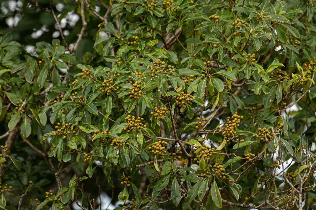 Pittosporum viridiflorum