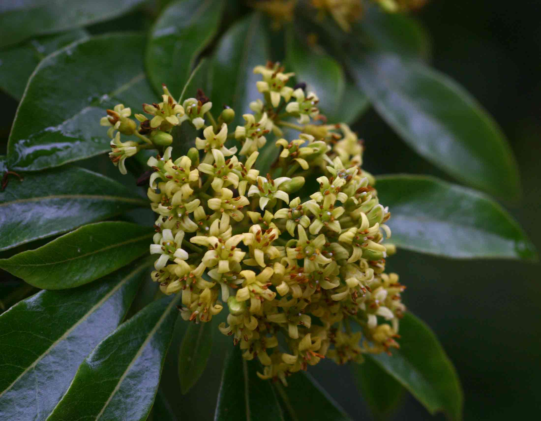 Pittosporum viridiflorum Pittosporum viridiflorum
