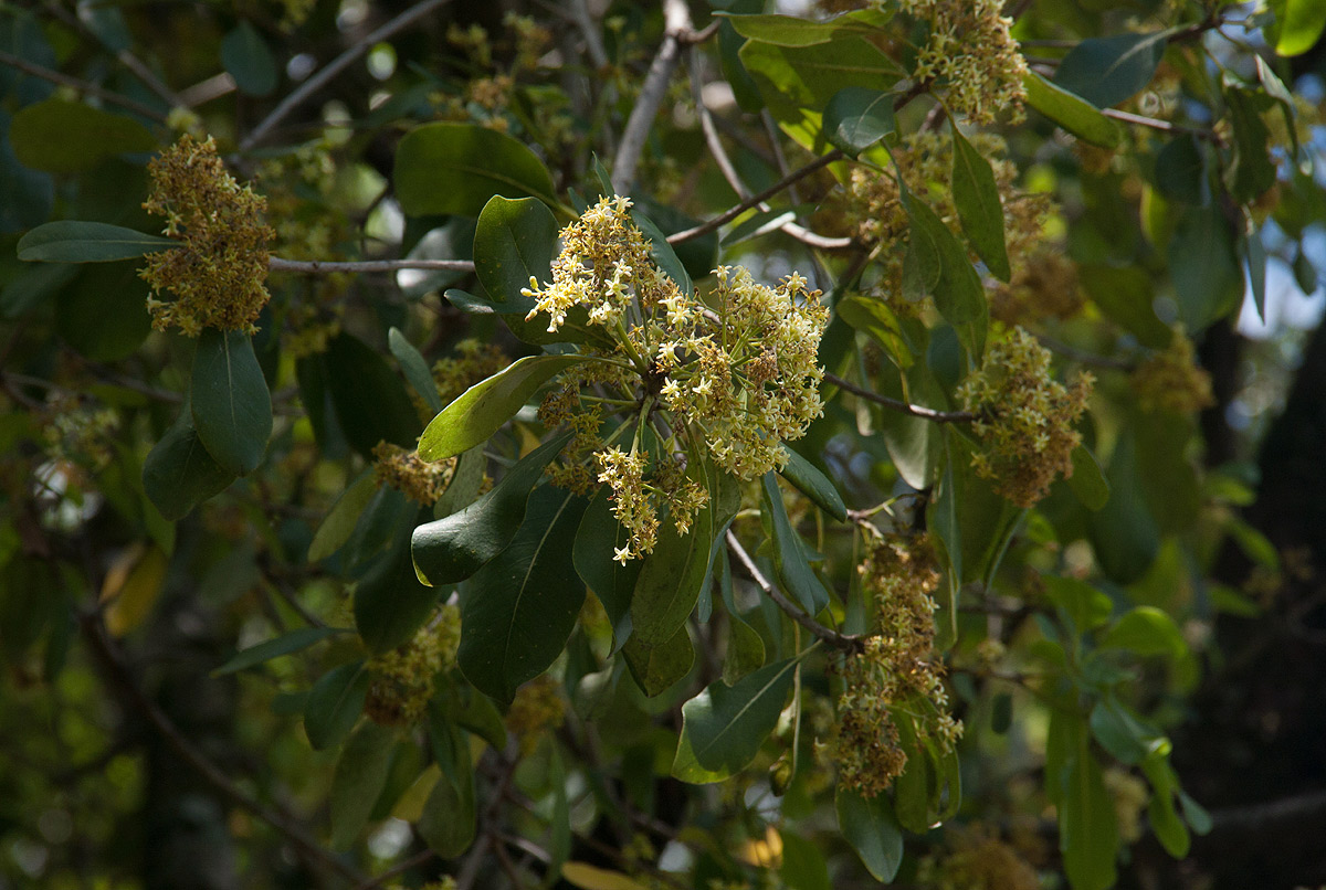 Pittosporum viridiflorum Pittosporum viridiflorum