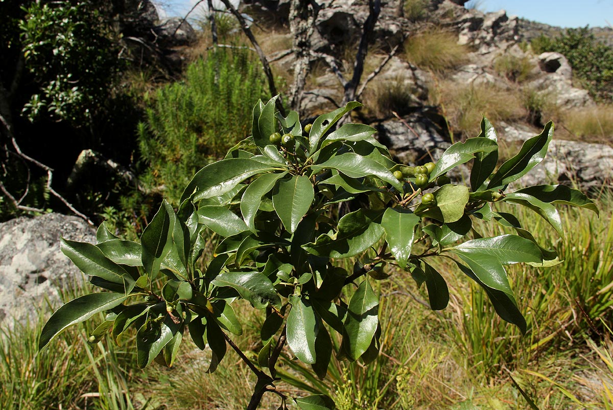 Pittosporum viridiflorum Pittosporum viridiflorum