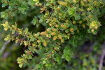 Myrothamnus flabellifolius