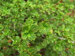 Myrothamnus flabellifolius