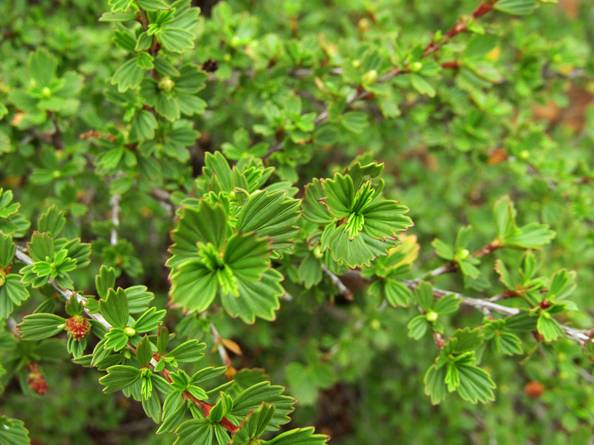 Myrothamnus flabellifolius Myrothamnus flabellifolius