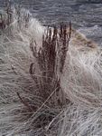 Myrothamnus flabellifolius