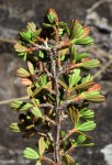 Myrothamnus flabellifolius