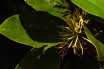 Trichocladus ellipticus subsp. malosanus