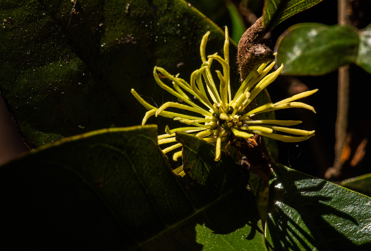 Trichocladus ellipticus subsp. malosanus Trichocladus ellipticus subsp. malosanus