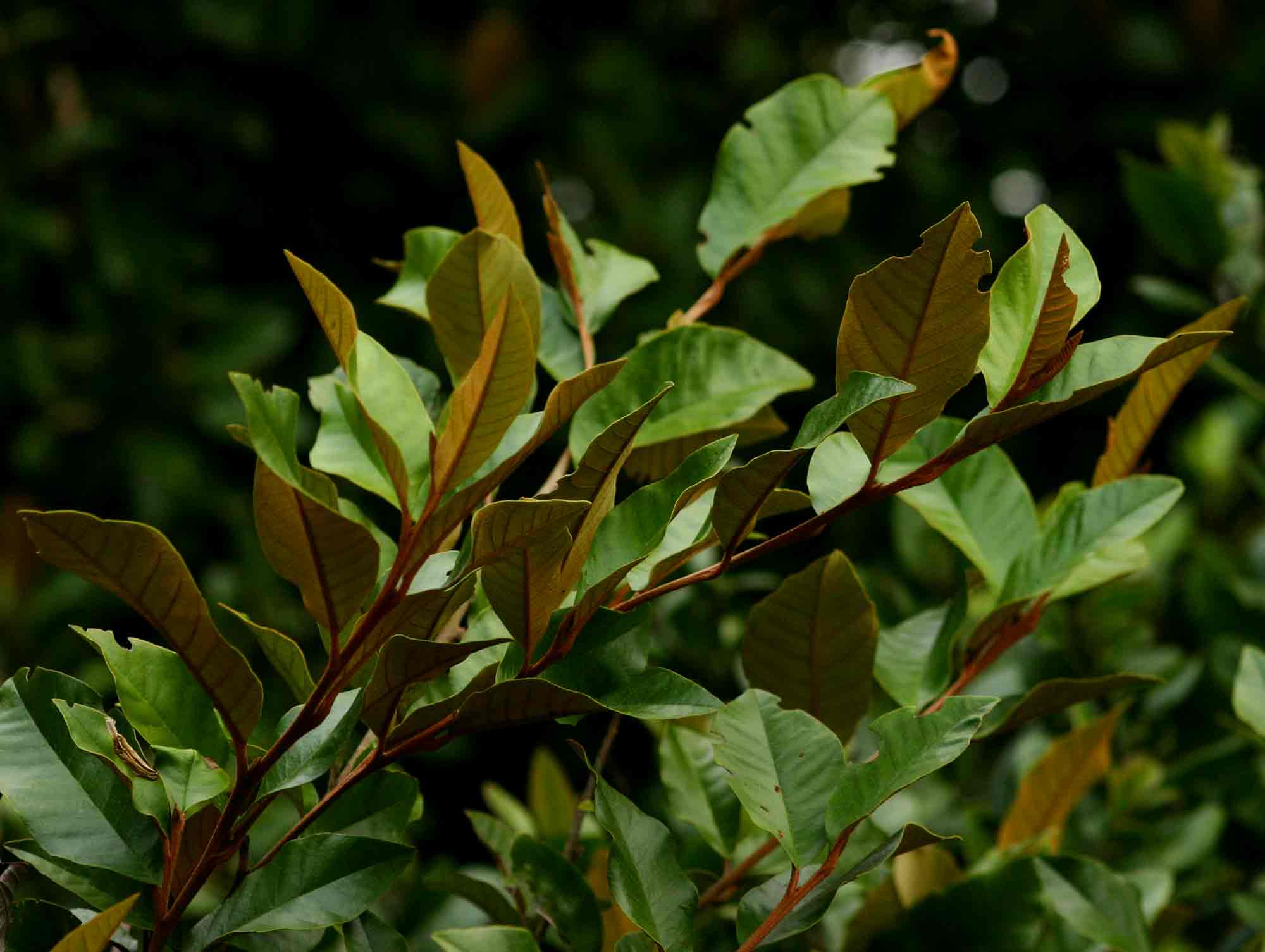 Trichocladus ellipticus subsp. malosanus Trichocladus ellipticus subsp. malosanus