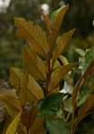 Trichocladus ellipticus subsp. malosanus