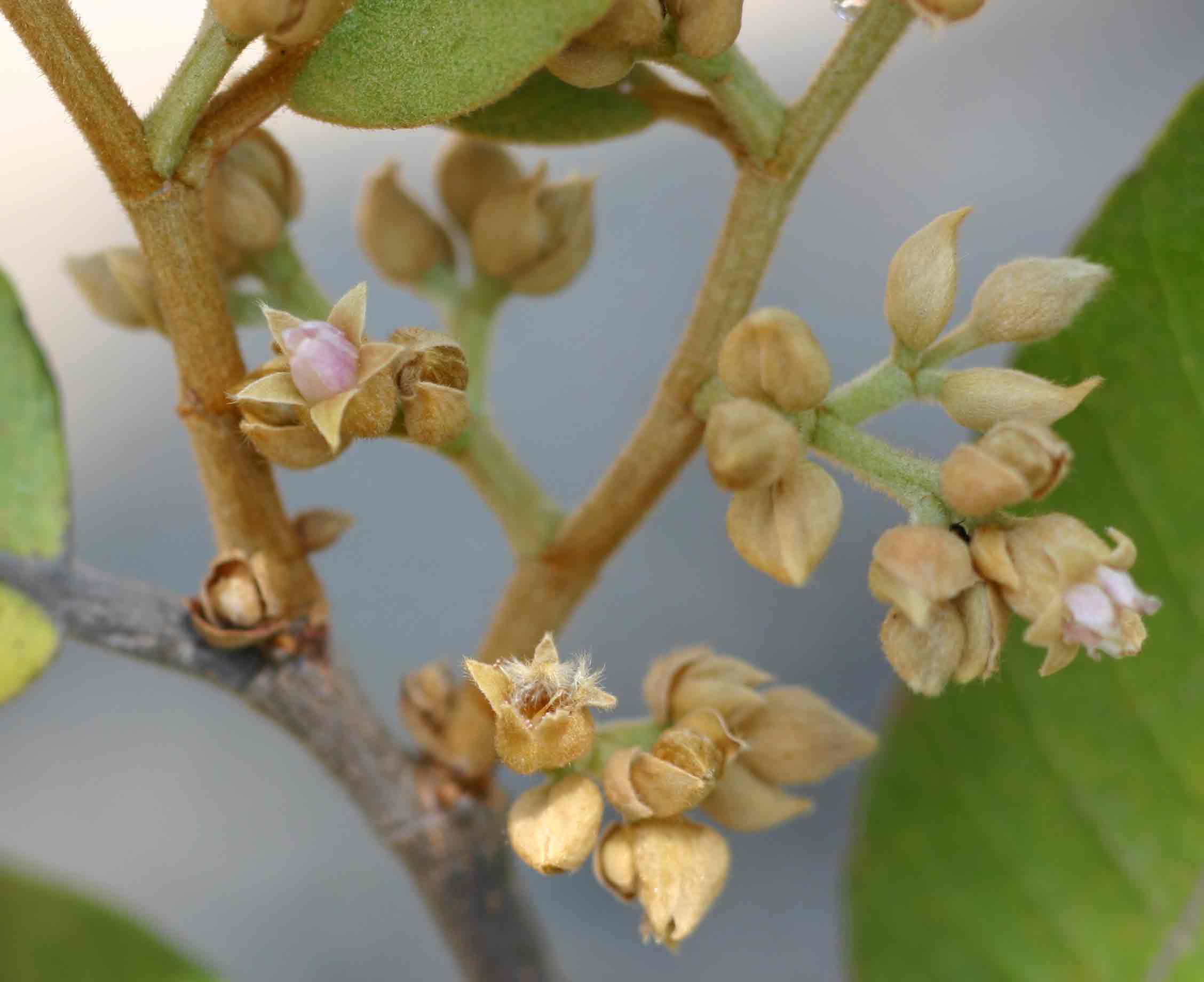 Parinari curatellifolia Parinari curatellifolia