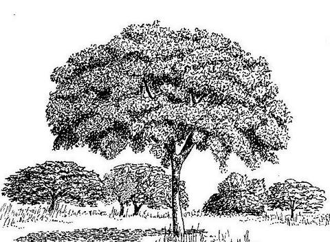 Parinari curatellifolia Parinari curatellifolia