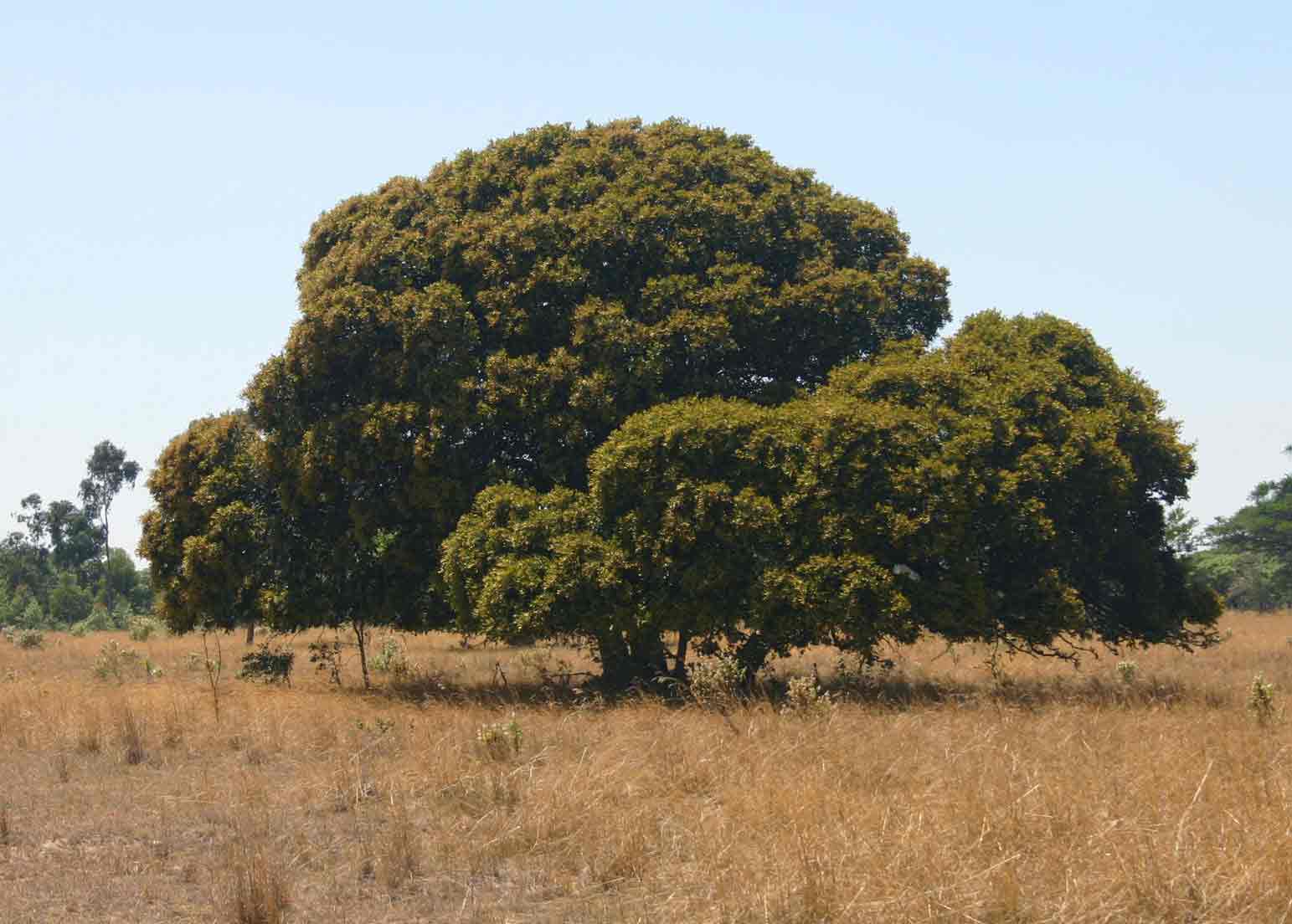 Parinari curatellifolia Parinari curatellifolia