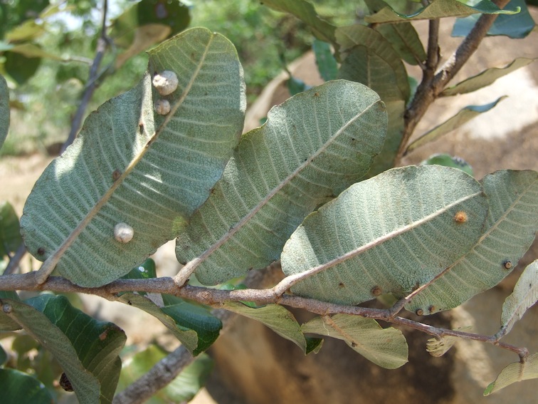 Parinari curatellifolia Parinari curatellifolia