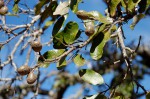 Parinari curatellifolia