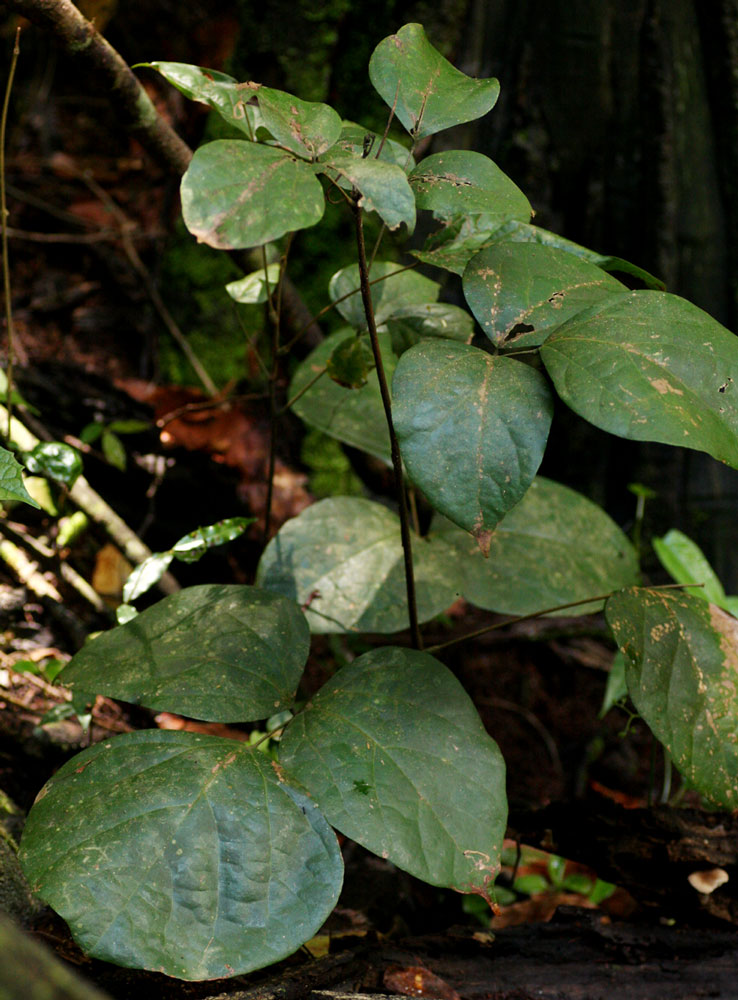 Agelaea pentagyna Agelaea pentagyna