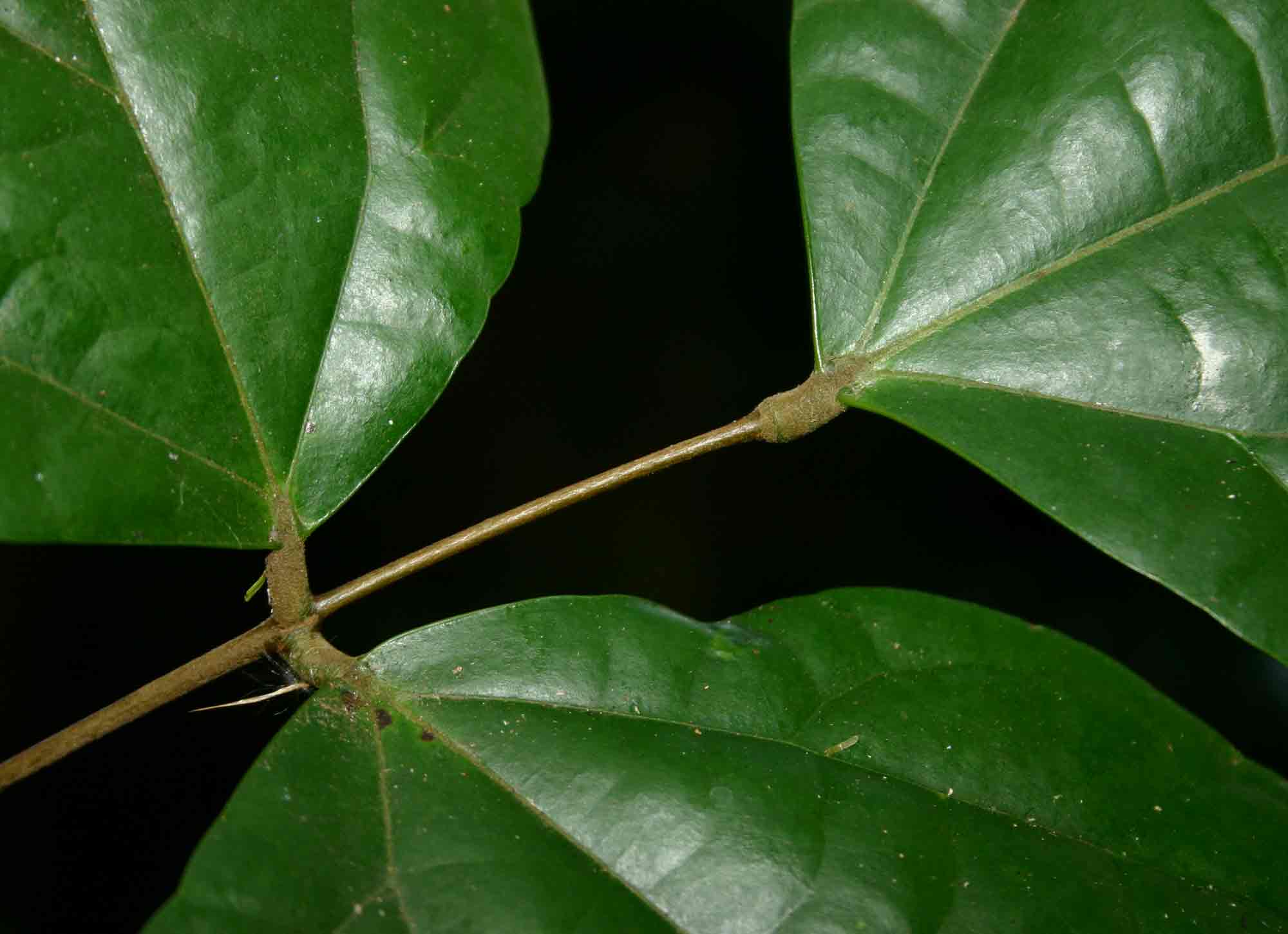 Agelaea pentagyna