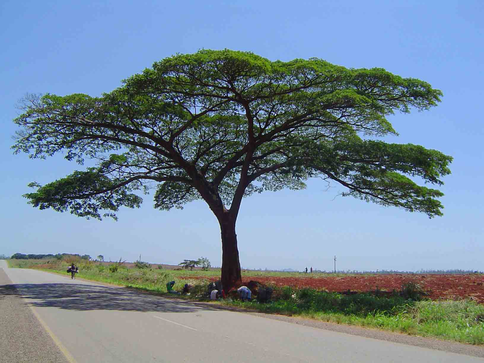 Albizia adianthifolia var. adianthifolia Albizia adianthifolia var. adianthifolia