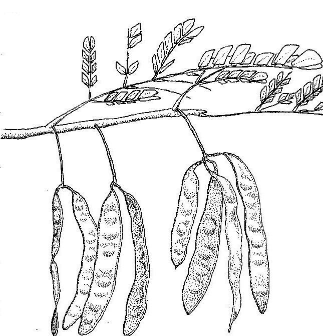 Albizia adianthifolia var. adianthifolia Albizia adianthifolia var. adianthifolia
