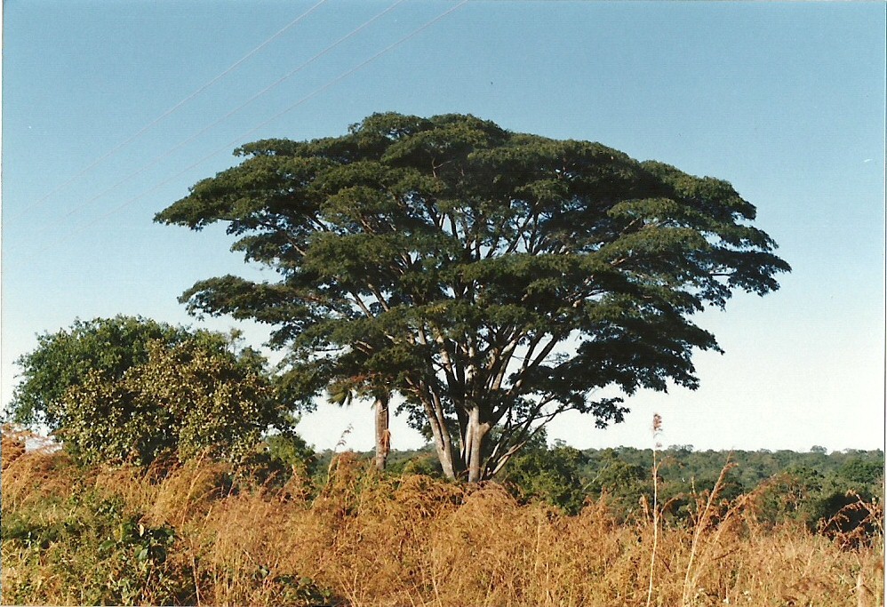 Albizia adianthifolia var. adianthifolia Albizia adianthifolia var. adianthifolia