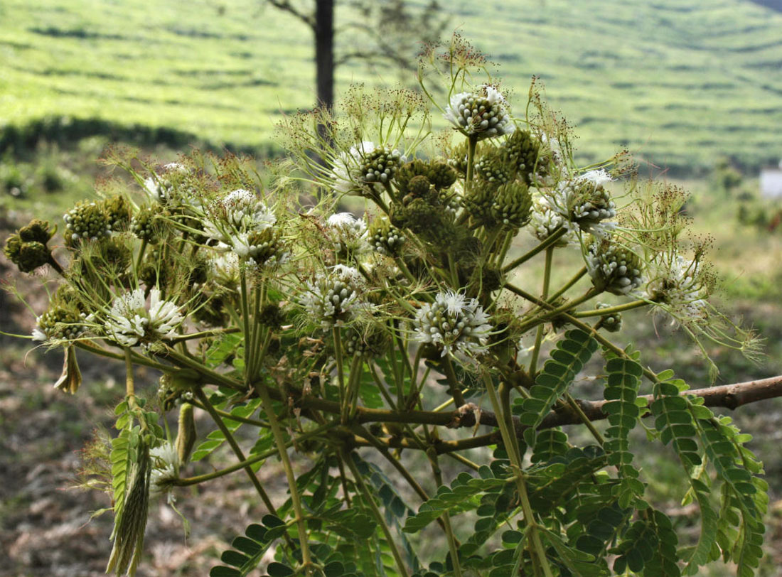 Albizia adianthifolia var. adianthifolia Albizia adianthifolia var. adianthifolia