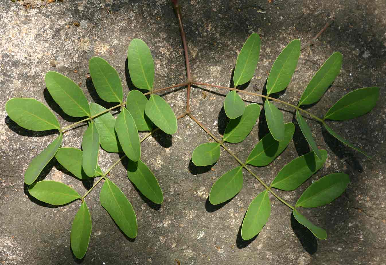 Albizia antunesiana Albizia antunesiana