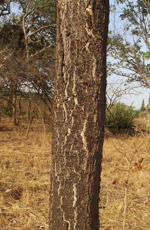 Albizia antunesiana Albizia antunesiana