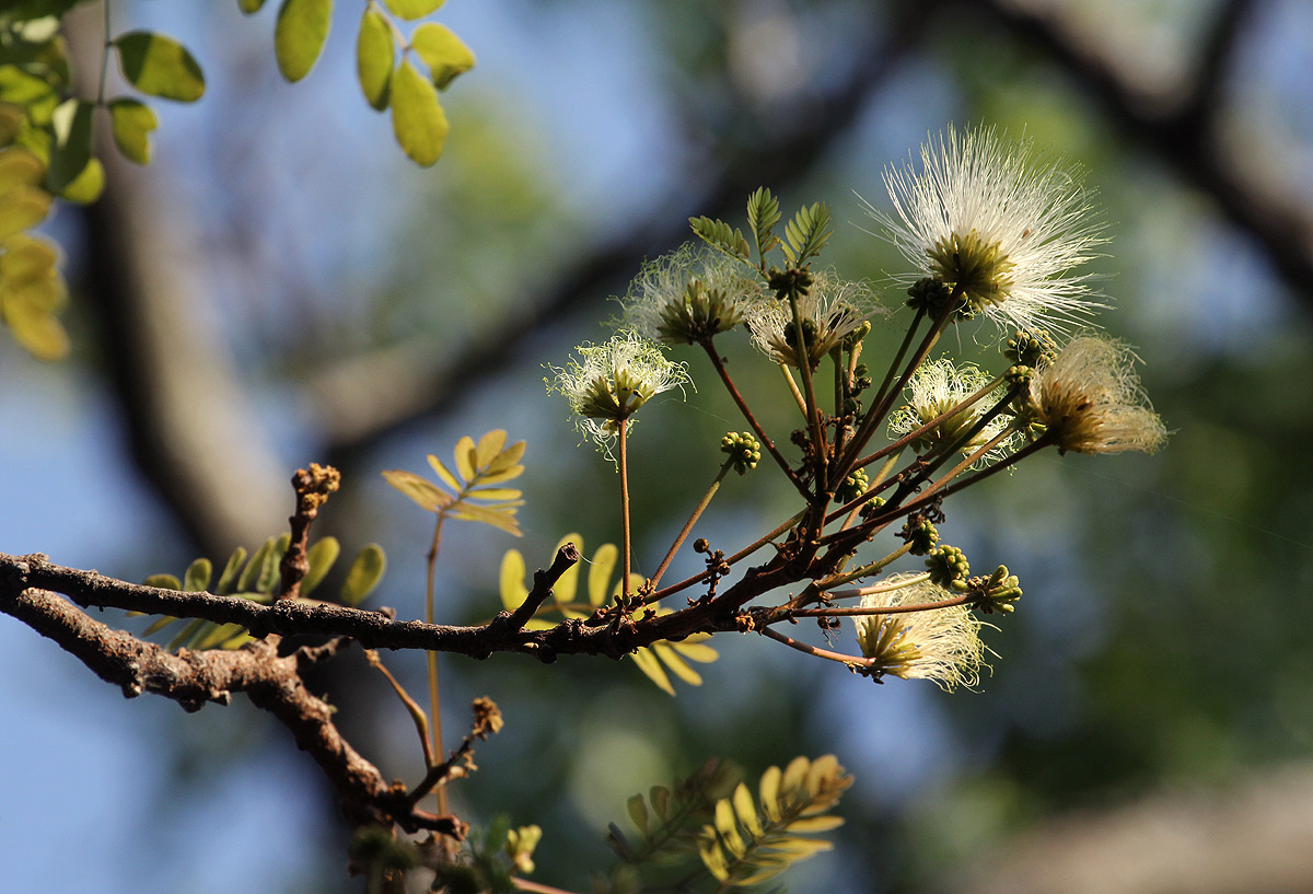 Albizia antunesiana Albizia antunesiana