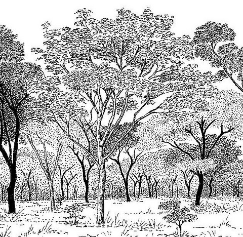 Albizia antunesiana Albizia antunesiana