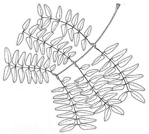 Albizia antunesiana Albizia antunesiana
